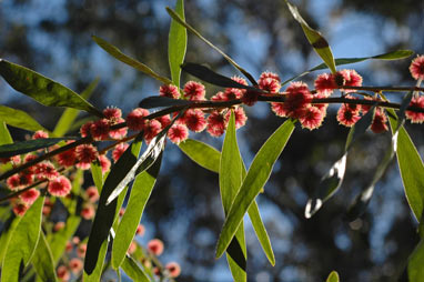 APII jpeg image of Acacia leprosa 'Scarlet Blaze'  © contact APII