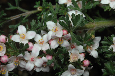 APII jpeg image of Boronia anemonifolia  © contact APII