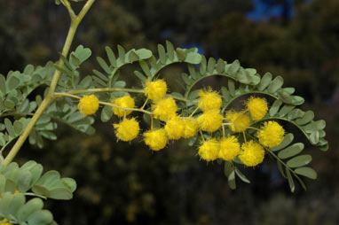 APII jpeg image of Acacia spectabilis  © contact APII