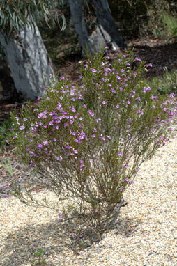 APII jpeg image of Eremophila drummondii  © contact APII