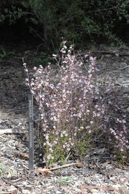 APII jpeg image of Baeckea ramosissima  © contact APII