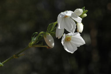 APII jpeg image of Tetratheca ciliata  © contact APII