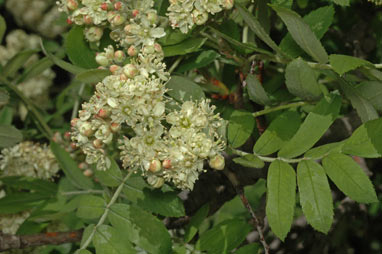 APII jpeg image of Sorbus domestica  © contact APII