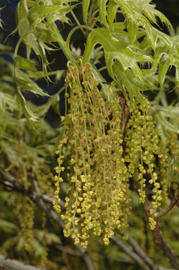 APII jpeg image of Quercus palustris  © contact APII