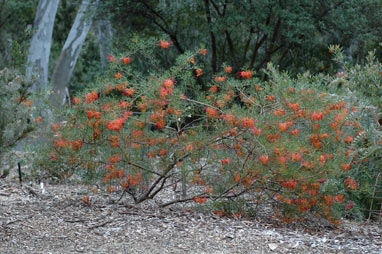 APII jpeg image of Grevillea dielsiana  © contact APII