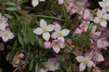 APII jpeg image of Boronia 'Tyalge Ruby'  © contact APII