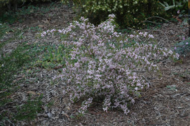 APII jpeg image of Boronia muelleri  © contact APII