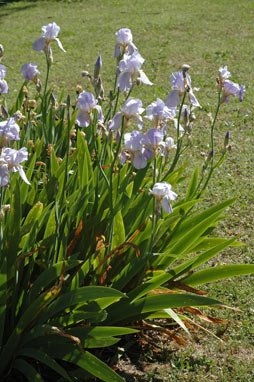 APII jpeg image of Iris germanica  © contact APII