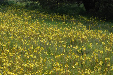 APII jpeg image of Bulbine bulbosa  © contact APII