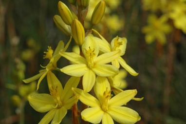 APII jpeg image of Bulbine bulbosa  © contact APII