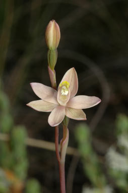 APII jpeg image of Thelymitra carnea  © contact APII