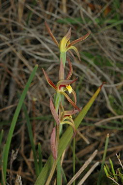 APII jpeg image of Lyperanthus suaveolens  © contact APII