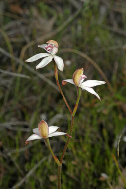 APII jpeg image of Stegostyla moschatum  © contact APII