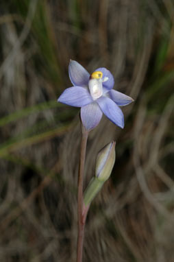 APII jpeg image of Thelymitra pauciflora  © contact APII