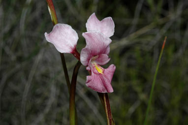 APII jpeg image of Diuris punctata  © contact APII