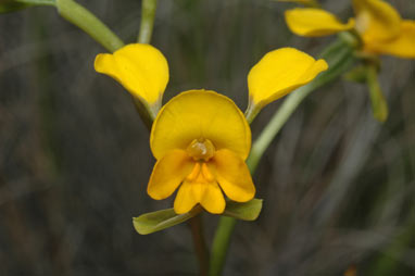 APII jpeg image of Diuris aequalis  © contact APII