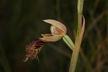 APII jpeg image of Calochilus platychilus  © contact APII