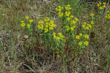 APII jpeg image of Euphorbia oblongata  © contact APII