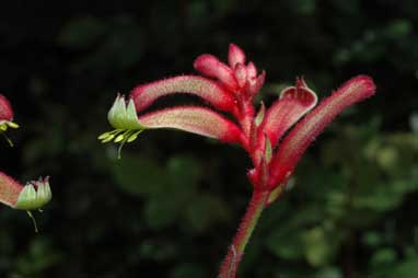 APII jpeg image of Anigozanthos 'Joey Lipstick'  © contact APII