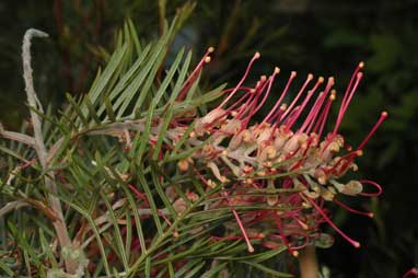 APII jpeg image of Grevillea 'Lana Moree'  © contact APII