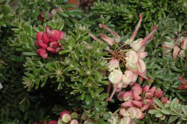 APII jpeg image of Grevillea lanigera 'Mt Tamboritha'  © contact APII