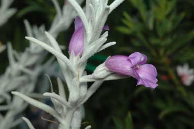 APII jpeg image of Eremophila nivea 'Gubburra Bells'  © contact APII