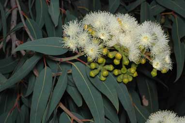 APII jpeg image of Corymbia eximia  © contact APII