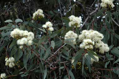 APII jpeg image of Corymbia eximia  © contact APII