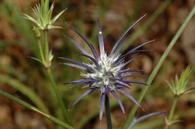 APII jpeg image of Eryngium ovinum  © contact APII