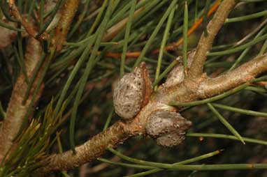 APII jpeg image of Hakea mitchellii  © contact APII