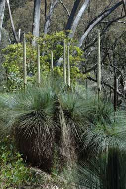 APII jpeg image of Xanthorrhoea glauca subsp. glauca  © contact APII