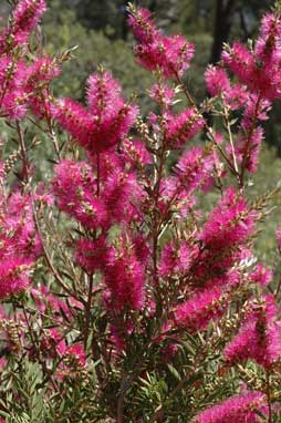 APII jpeg image of Callistemon 'Purple Splendour'  © contact APII