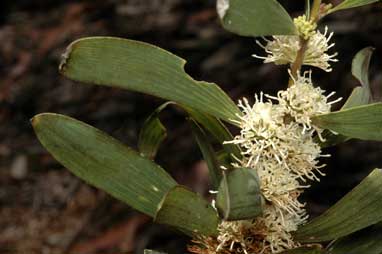 APII jpeg image of Hakea plurinervia  © contact APII