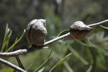 APII jpeg image of Hakea eriantha  © contact APII