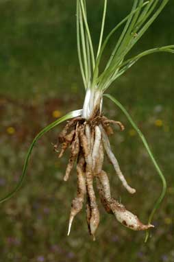 APII jpeg image of Arthropodium fimbriatum  © contact APII