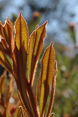 APII jpeg image of Banksia integrifolia subsp. integrifolia  © contact APII