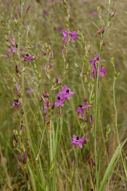 APII jpeg image of Arthropodium sp. Albury (A.D.J.Piesse 9)  © contact APII