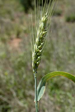 APII jpeg image of Triticum aestivum  © contact APII