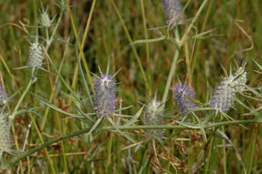 APII jpeg image of Eryngium paludosum  © contact APII