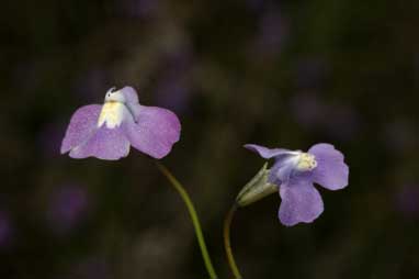 APII jpeg image of Mimulus gracilis  © contact APII