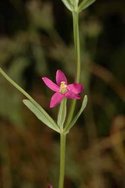 APII jpeg image of Centaurium tenuiflorum  © contact APII