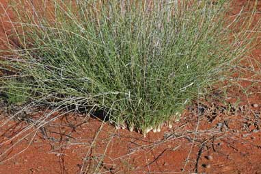 APII jpeg image of Eragrostis eriopoda  © contact APII