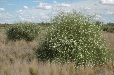 APII jpeg image of Eremophila polyclada  © contact APII