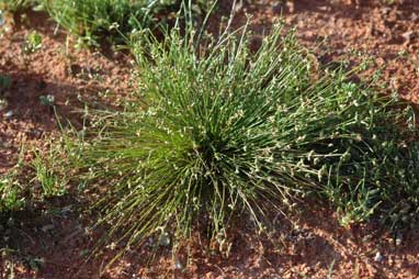 APII jpeg image of Isolepis australiensis  © contact APII