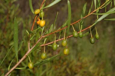 APII jpeg image of Eremophila deserti  © contact APII