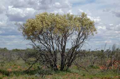 APII jpeg image of Hakea leucoptera subsp. leucoptera  © contact APII