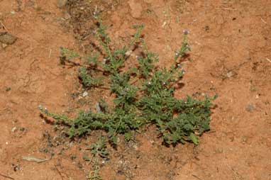 APII jpeg image of Verbena supina  © contact APII