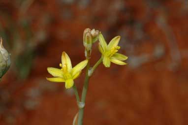 APII jpeg image of Bulbine alata  © contact APII