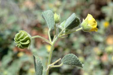 APII jpeg image of Abutilon halophilum  © contact APII