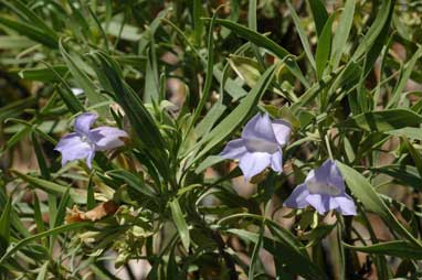 APII jpeg image of Eremophila freelingii  © contact APII